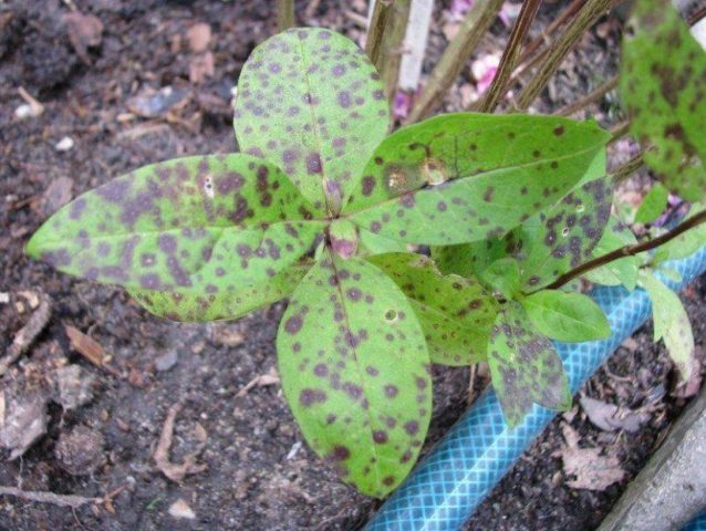 Mock orange (jasmine) Airborne assault (Vosduschny desant): description, planting and care