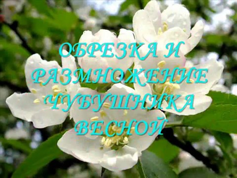 Mock orange (jasmine) Airborne assault (Vosduschny desant): description, planting and care