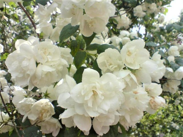 Mock orange (jasmine) crown Schneesturm (Schneesturm): description and photo, reviews, video