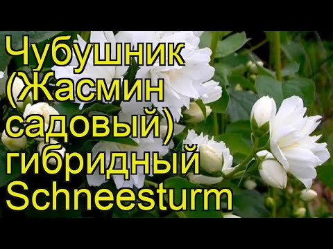 Mock orange (jasmine) crown Schneesturm (Schneesturm): description and photo, reviews, video