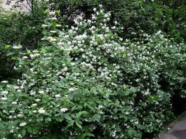 Mock orange (jasmine) crown Schneesturm (Schneesturm): description and photo, reviews, video