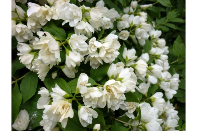 Mock orange (jasmine) Ermine mantle (Ermine mantle, Manteau dHermine): description, photo, reviews