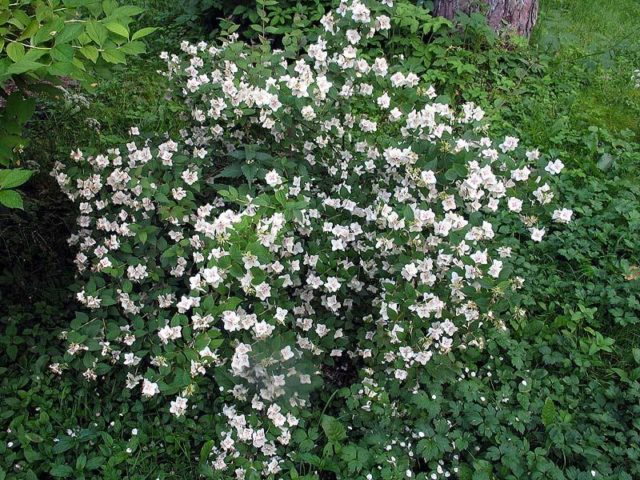 Mock orange (jasmine) Ermine mantle (Ermine mantle, Manteau dHermine): description, photo, reviews