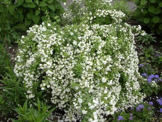 Mock orange (jasmine) Ermine mantle (Ermine mantle, Manteau dHermine): description, photo, reviews