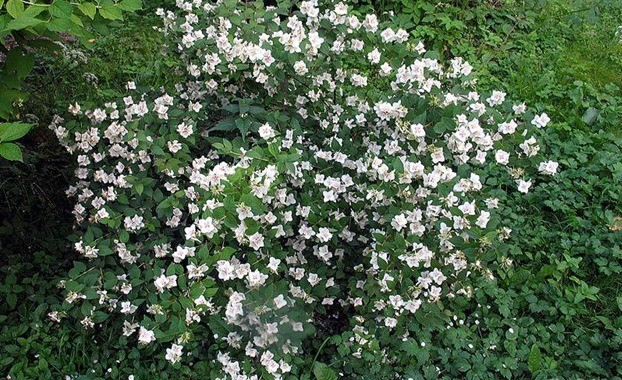 Mock orange (jasmine) garden Belle Etoile: photo and description, reviews