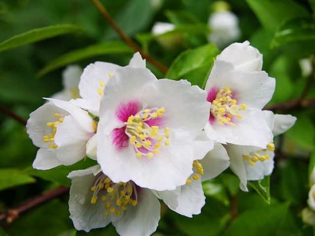 Mock orange (jasmine) garden Belle Etoile: photo and description, reviews