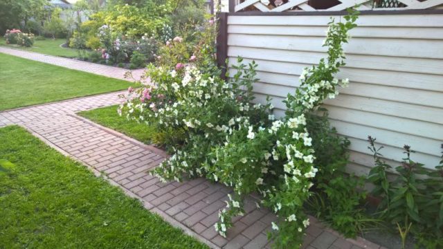 Mock orange (jasmine) garden Belle Etoile: photo and description, reviews