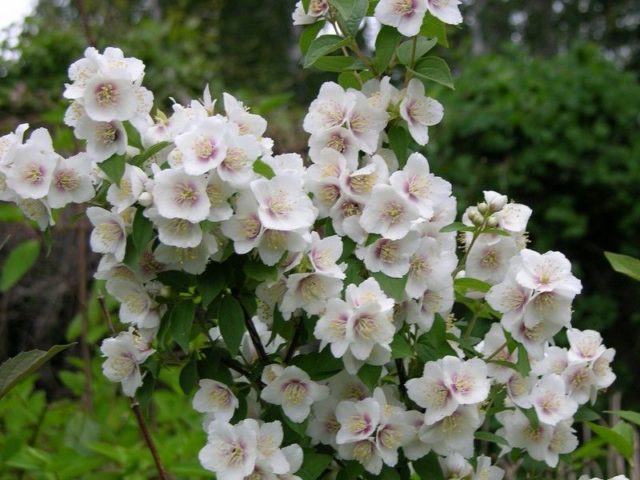 Mock orange (jasmine) garden Belle Etoile: photo and description, reviews