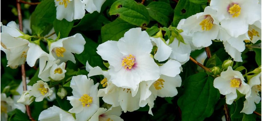 Mock orange (jasmine) garden Belle Etoile: photo and description, reviews