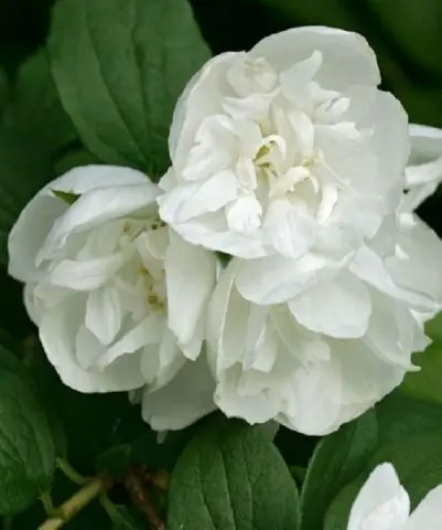 Mock orange (jasmine) Lemoine Girandole (Girandole, Girandole): planting and care