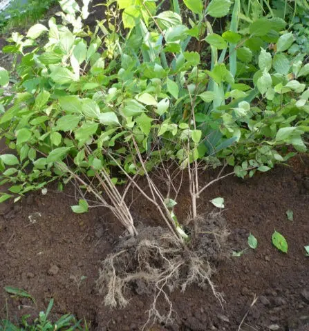 Mock orange (jasmine) Lemoine Girandole (Girandole, Girandole): planting and care