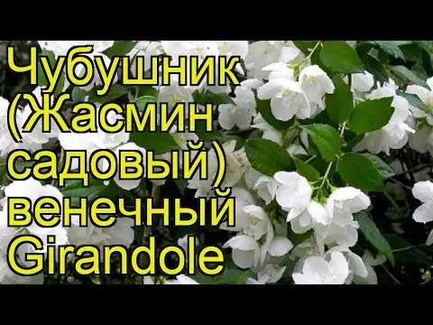 Mock orange (jasmine) Lemoine Girandole (Girandole, Girandole): planting and care