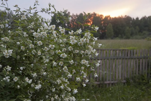 Mock orange (jasmine) Lemoine (Philadelphus Lemoinei): varieties, planting and care