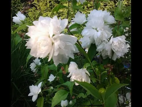 Mock orange (jasmine) Lemoine (Philadelphus Lemoinei): varieties, planting and care