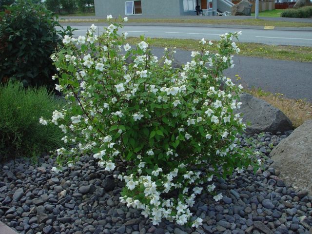 Mock orange (jasmine) Lemoine (Philadelphus Lemoinei): varieties, planting and care