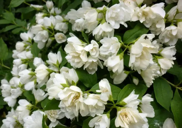 Mock orange (jasmine) Lemoine (Philadelphus Lemoinei): varieties, planting and care