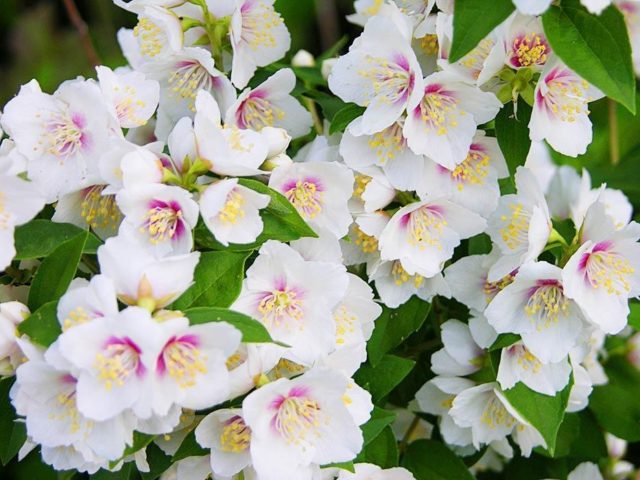 Mock orange (jasmine) Lemoine (Philadelphus Lemoinei): varieties, planting and care