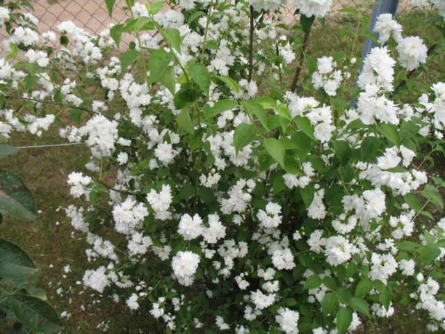 Mock orange (jasmine) Lemoine (Philadelphus Lemoinei): varieties, planting and care