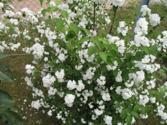 Mock orange (jasmine) Lemoine (Philadelphus Lemoinei): varieties, planting and care