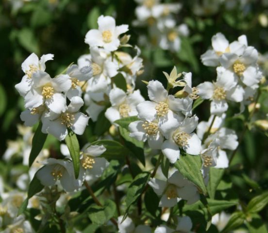 Mock orange (jasmine) Lemoine (Philadelphus Lemoinei): varieties, planting and care