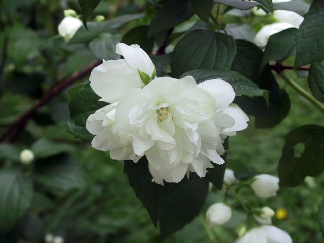 Mock orange (jasmine) Lemoine (Philadelphus Lemoinei): varieties, planting and care