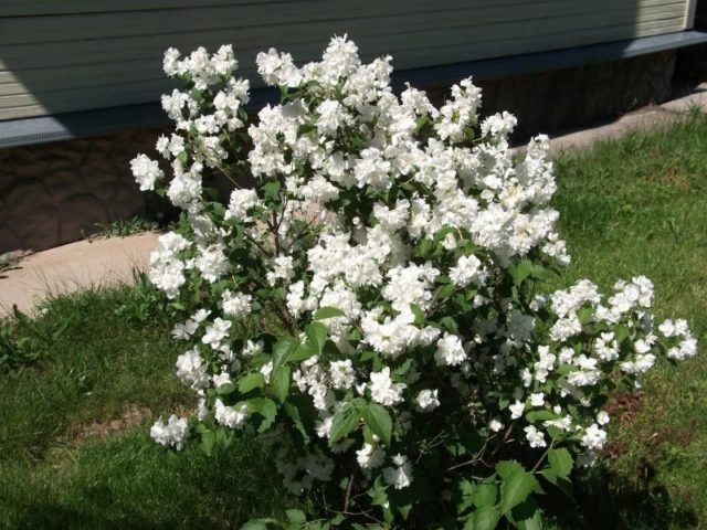 Mock orange (jasmine) Lemoine (Philadelphus Lemoinei): varieties, planting and care