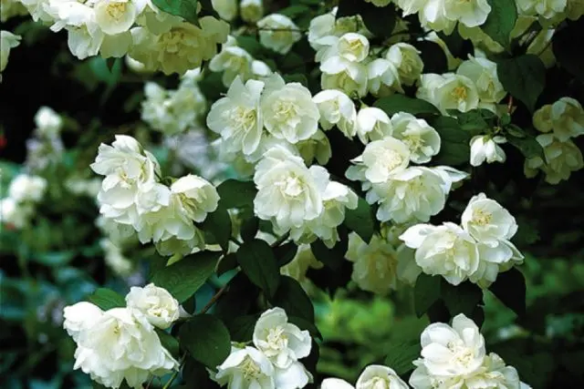 Mock orange (jasmine) Lemoine (Philadelphus Lemoinei): varieties, planting and care