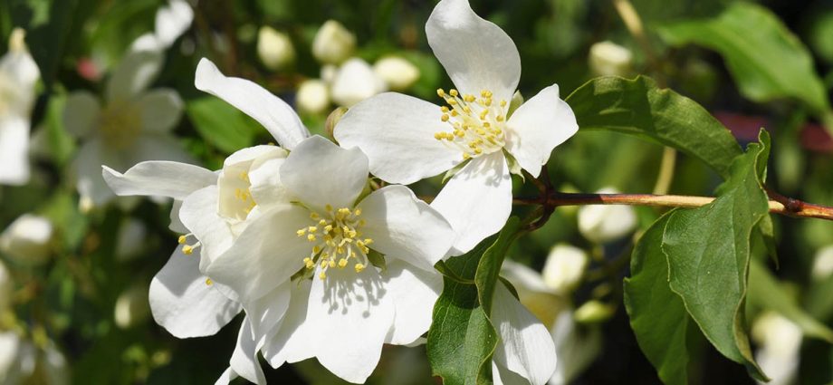 Mock orange (jasmine) Lemoine (Philadelphus Lemoinei): varieties, planting and care