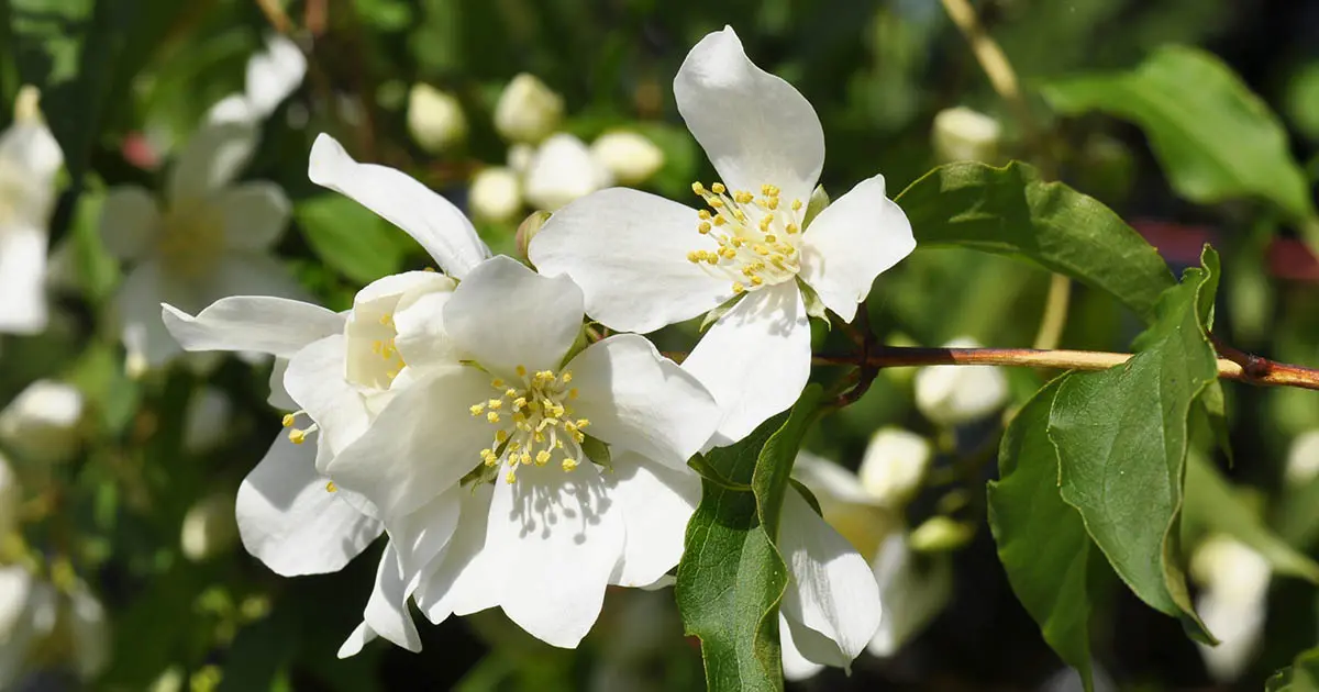 Mock orange (jasmine) Lemoine (Philadelphus Lemoinei): varieties, planting and care