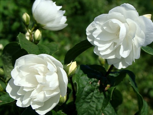 Mock orange (jasmine) terry: photo, planting and care