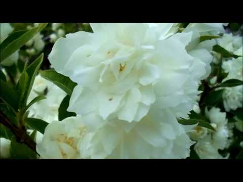 Mock orange (jasmine) terry: photo, planting and care