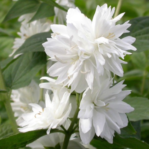 Mock orange (jasmine) terry: photo, planting and care