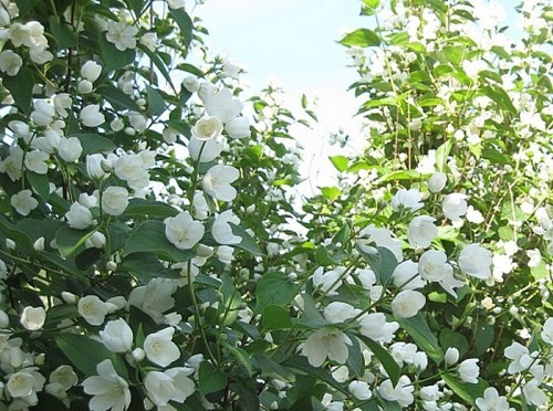 Mock orange (jasmine) terry: photo, planting and care