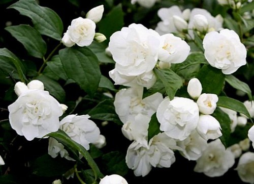 Mock orange (jasmine) terry: photo, planting and care