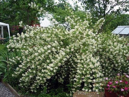 Mock orange (jasmine) terry: photo, planting and care