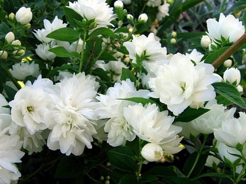 Mock orange (jasmine) terry: photo, planting and care