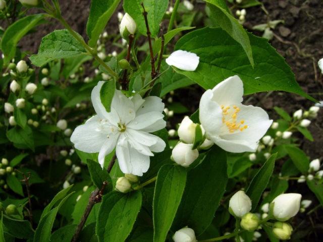 Mock orange (jasmine) terry: photo, planting and care