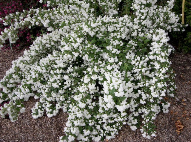 Mock orange (jasmine) terry: photo, planting and care