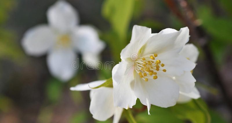 Mock orange (jasmine) terry: photo, planting and care