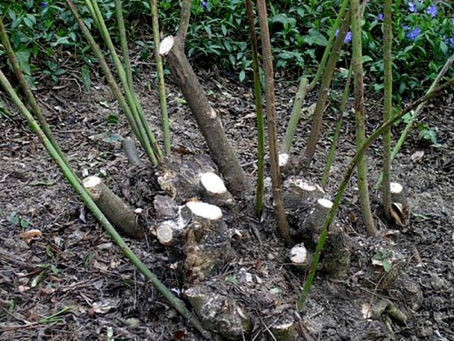 Mock orange (jasmine) terry: photo, planting and care