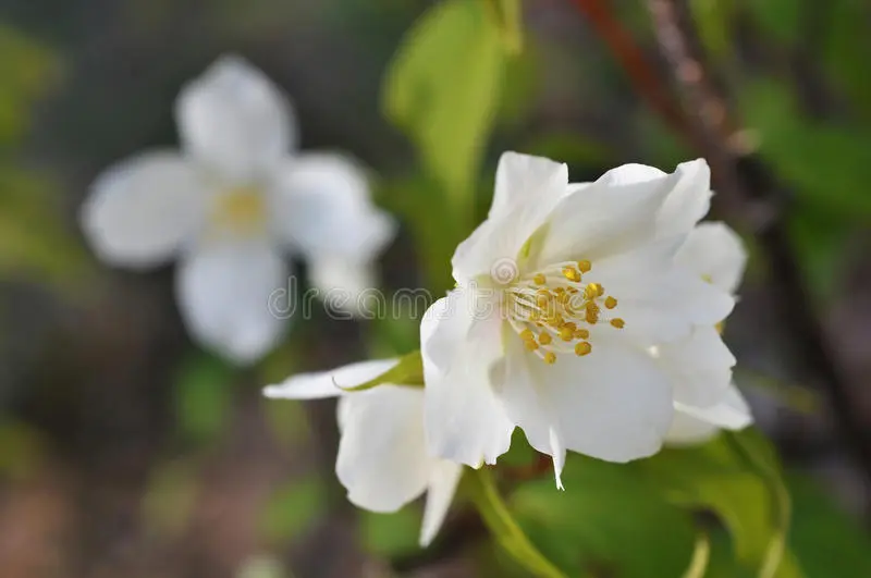 Mock orange (jasmine) terry: photo, planting and care