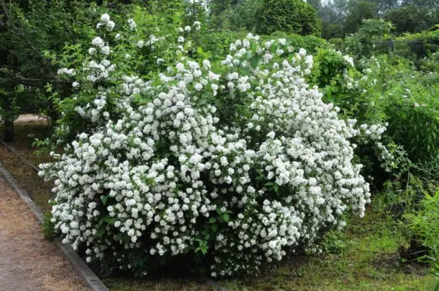 Mock orange (jasmine) Zoya Kosmodemyanskaya: photo, planting and care