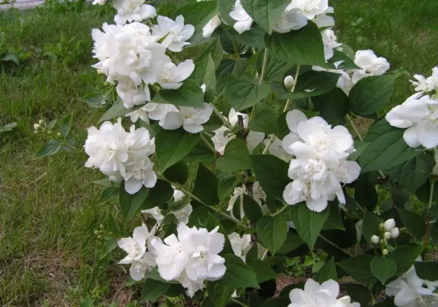 Mock orange (jasmine) Zoya Kosmodemyanskaya: photo, planting and care