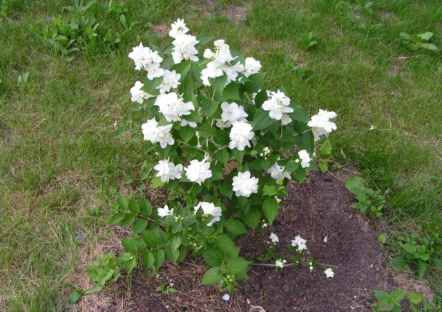 Mock orange (jasmine) Zoya Kosmodemyanskaya: photo, planting and care