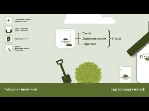 Mock orange (jasmine) Zoya Kosmodemyanskaya: photo, planting and care