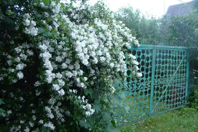 Mock orange: planting and care in the open field in spring, autumn, photos, diseases, feeding, transplanting