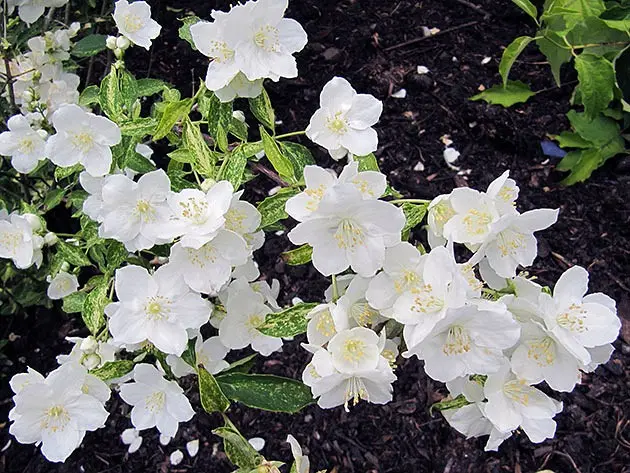 Mock orange: planting and care in the open field in spring, autumn, photos, diseases, feeding, transplanting