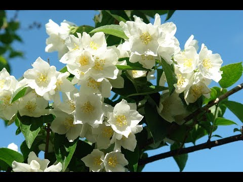 Mock orange: pruning in the fall, the scheme and rules of haircuts for beginners, video