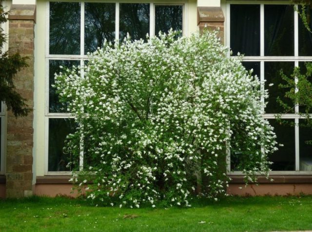 Mock orange: pruning in the fall, the scheme and rules of haircuts for beginners, video