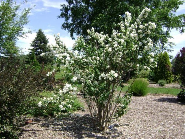 Mock orange: pruning in the fall, the scheme and rules of haircuts for beginners, video